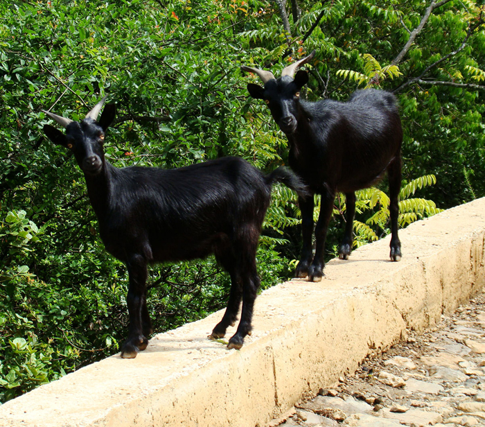 goats on wall
